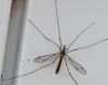 Tipula vernalis